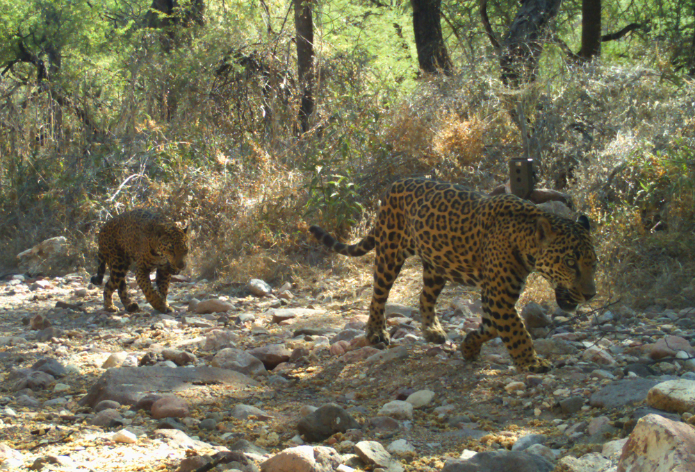 Photo 3 from NORTHERN JAGUAR PROJECT